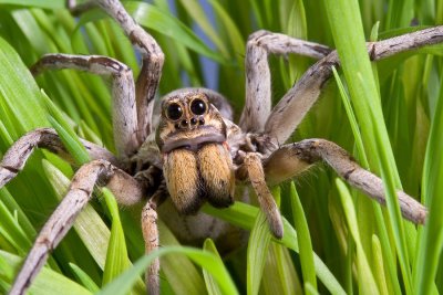 Are Wolf Spiders Poisonous?