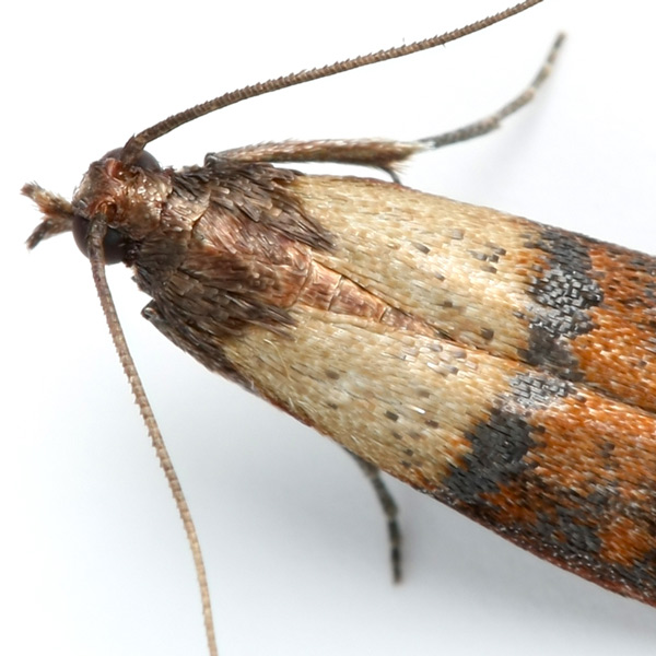 How To Fight Moth Infestations After Finding Signs of Moth Problems